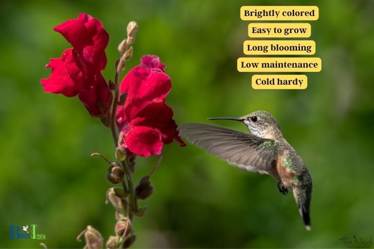 Pros of Planting Snapdragons in Your Garden to Attract Hummingbirds
