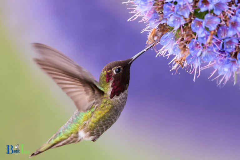 Providing Essential Elements for a Succesful Hummingbird Habitat