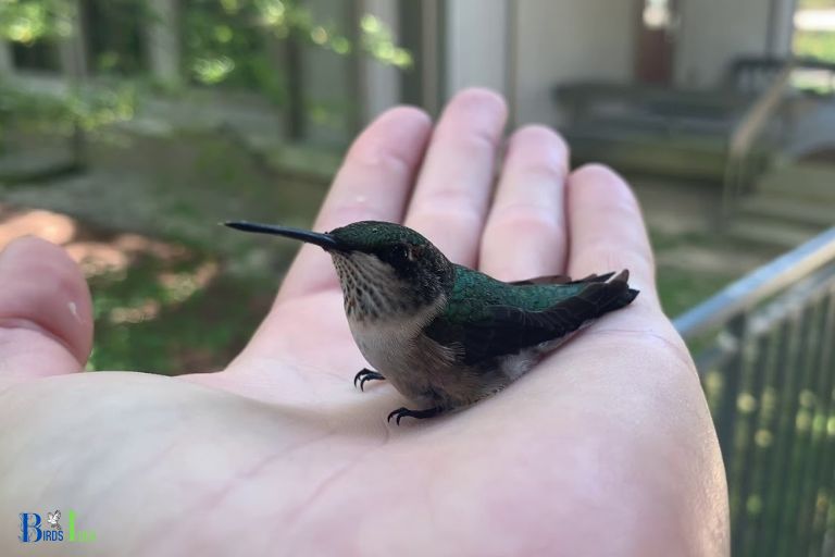 Reason Hummingbird Legs and Feet not Adapted for Walking