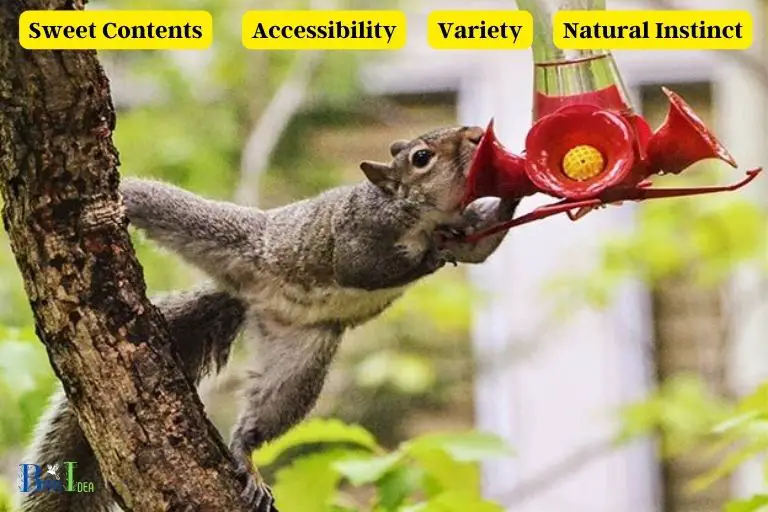Reasons Why Squirrels are Attracted to Hummingbird Feeders