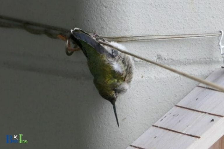 Reasons why hummingbirds do not play dead