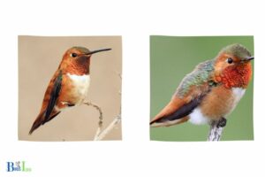Rufous Vs Allen’s Hummingbird: 6 Comparisons!