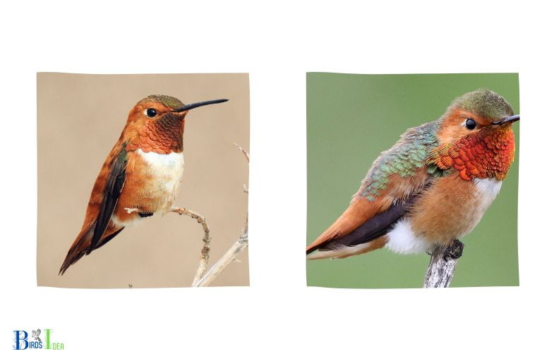 Rufous Vs Allens Hummingbird