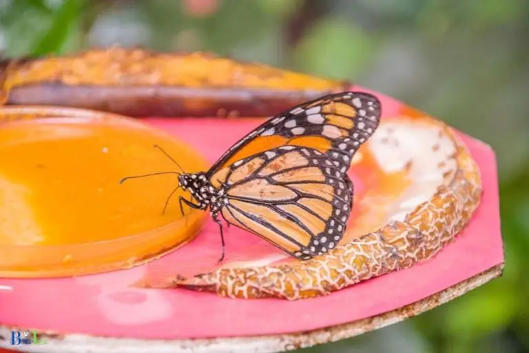 Specialized Mouth Parts of Butterflies for Hummingbird Nectar