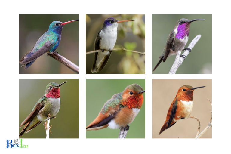 Species of Hummingbirds in Oregon
