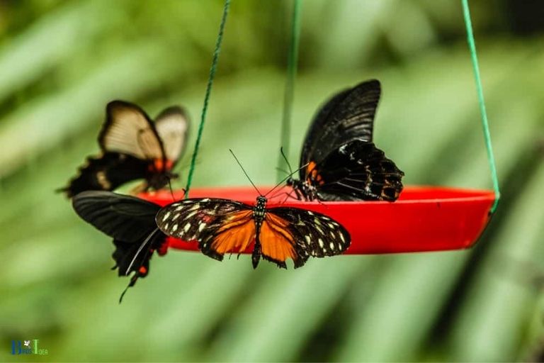 Summary of Butterflies Feeding on Hummingbird Nectar