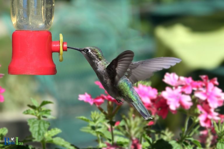 Summary of Hummingbird Attraction in NC