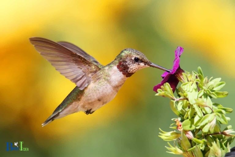 Summary of Hummingbird Habitation in Nebraska