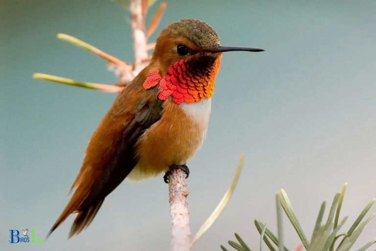 Summary of Rufous and Allens Hummingbirds