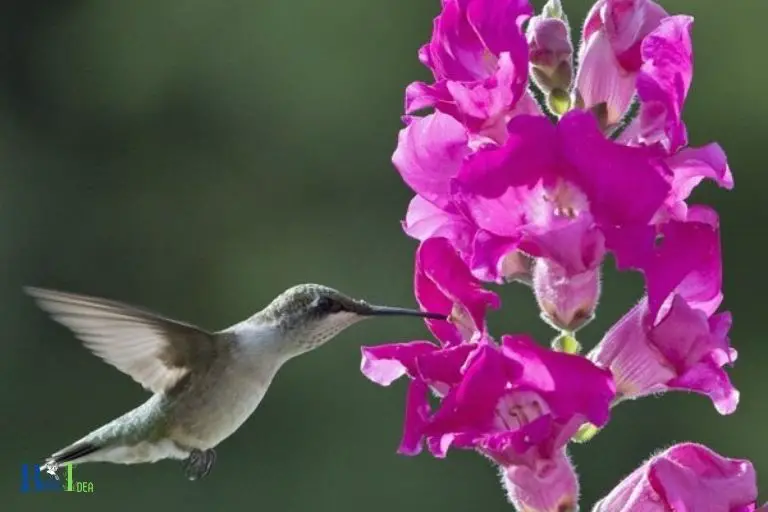 Sweet Nectar Content in Snapdragons