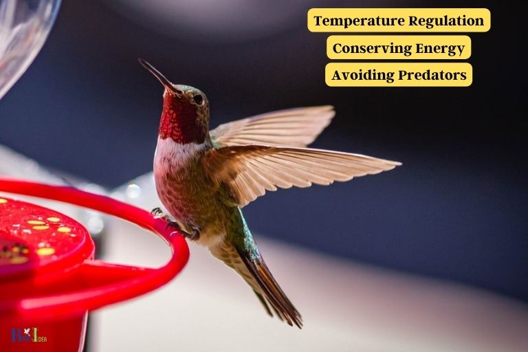 Temperature Related Reasons for a Hummingbird Sitting on a Feeder