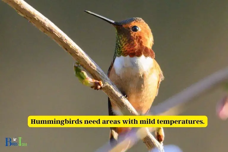 The Climate Requirements for Hummingbirds in England
