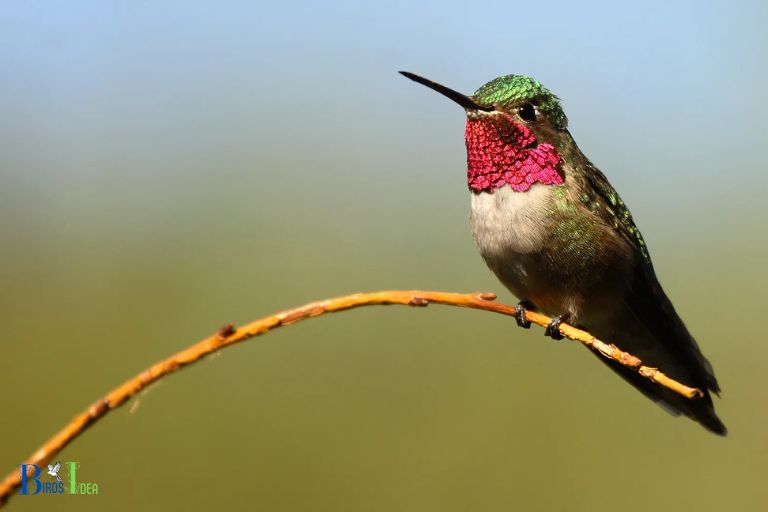 The Definition of Hummingbird