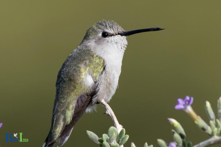 The Physical Features of a Hummingbird