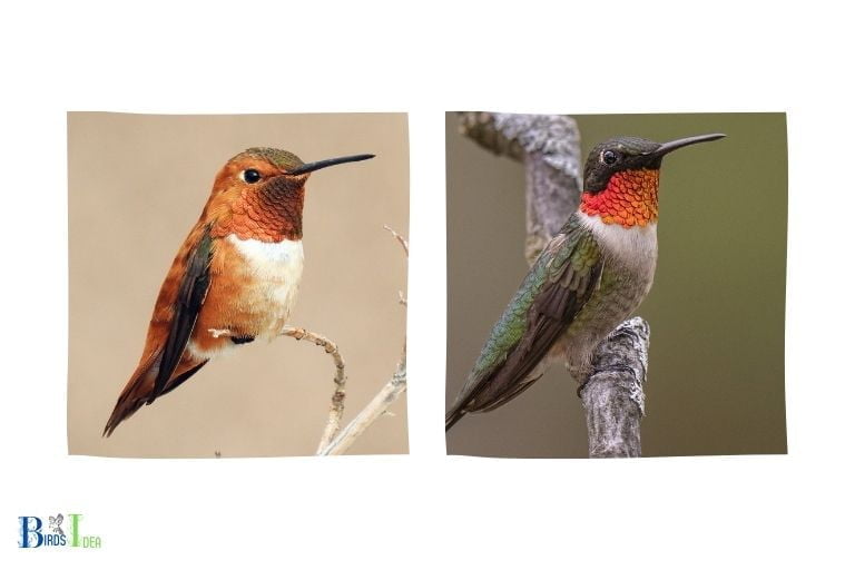 The Presence of Hummingbirds in England