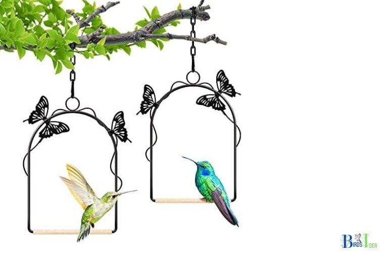 Tips for Attracting Hummingbirds to a Hummingbird Swing