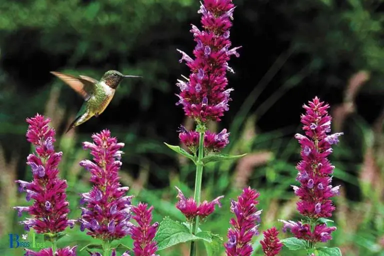 Understanding Hummingbird Mints Deer Resistant Properties
