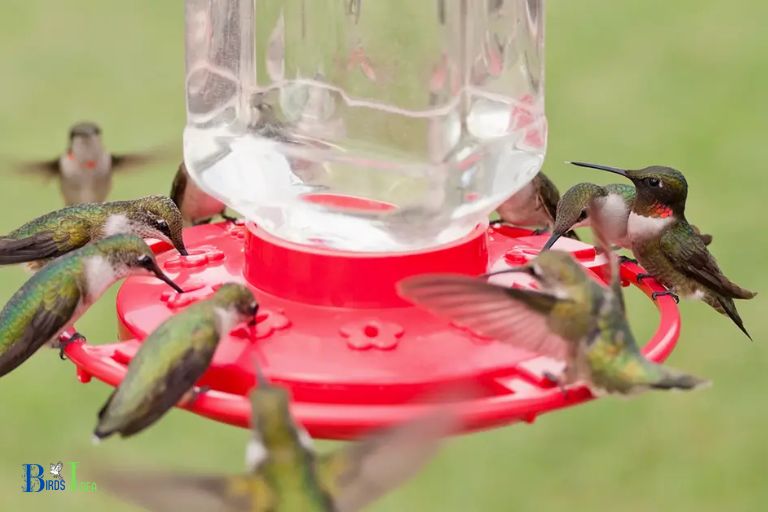 Understanding Hummingbird Nectar