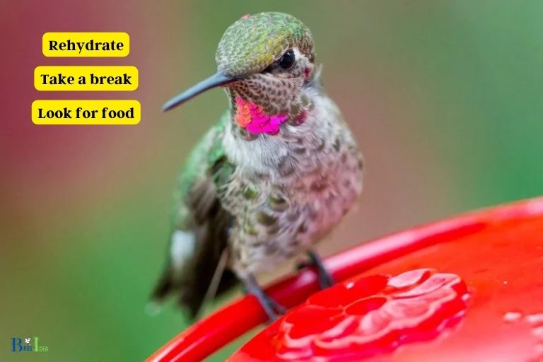 Understanding the Reasons Behind Hummingbirds Resting on Feeders