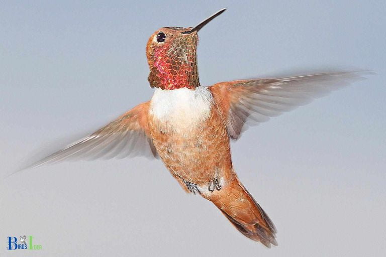 Use of Updrafts of Wind by Hummingbirds