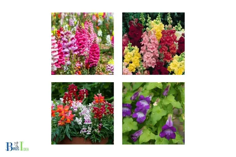 Variety of Shapes of Snapdragons