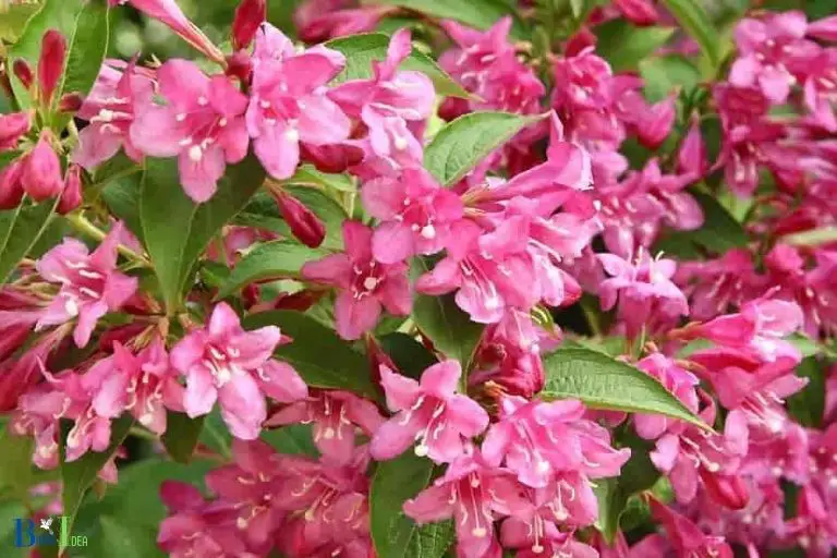 Weigela as a Food Source for Hummingbirds