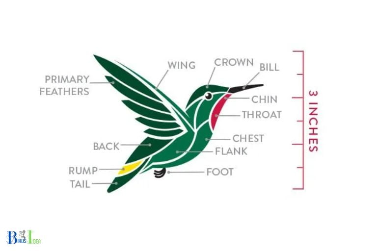 Weigh and Structure of Hummingbirds