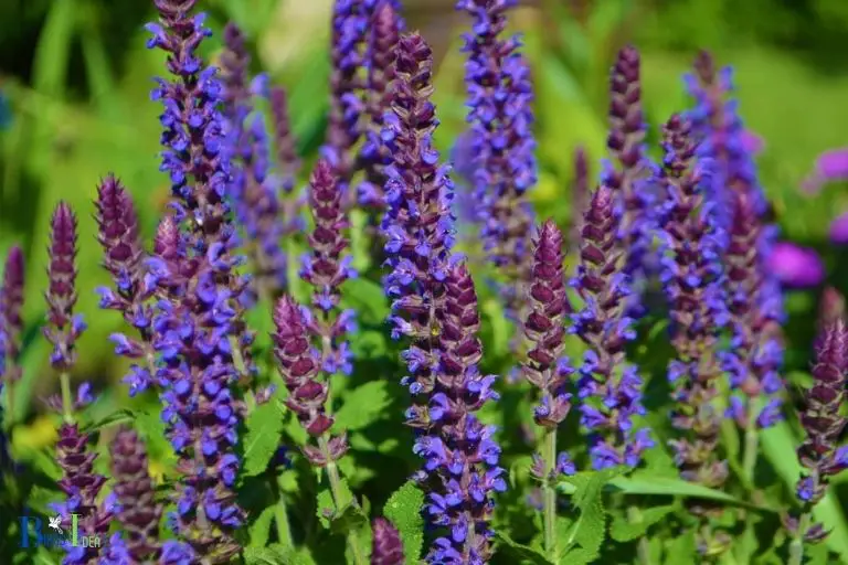 What Are The Benefits of Having Hummingbird Mint In The Garden