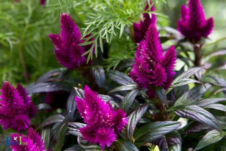What Are The Vibrant Colors of Celosia