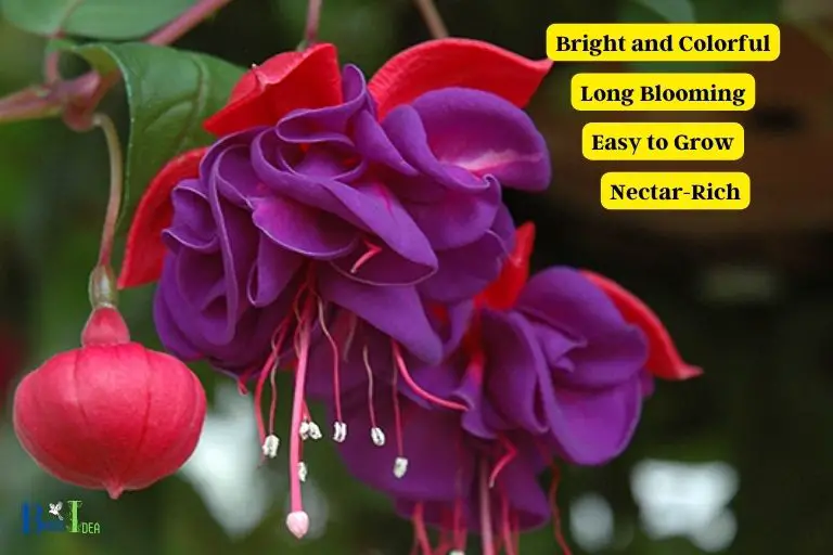 What Are the Advantages of Growing Fuchsia for Hummingbirds
