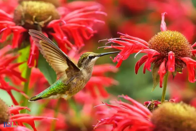 What Are the Benefits of Attracting Hummingbirds to the Backyard
