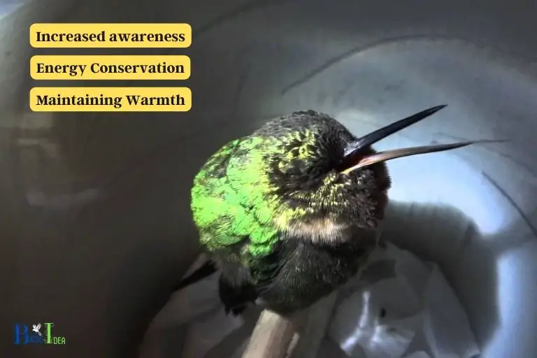 What Are the Benefits of Hummingbirds Sleeping With Their Eyes Open