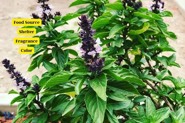 What Are the Benefits of Planting Basil for Hummingbirds