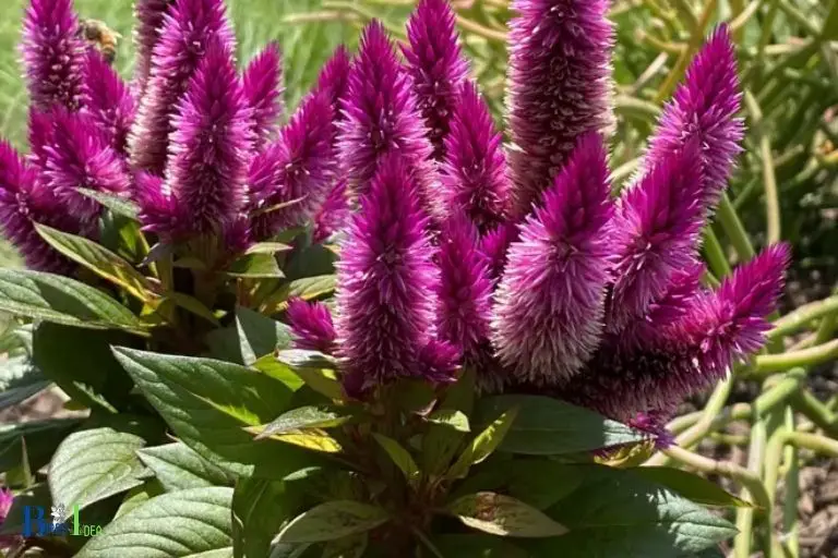 What Are the Benefits of Planting Celosia for Hummingbirds