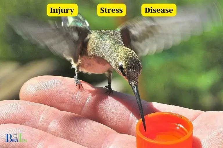What Are the Dangers of Taming or Attempting to Habituatie a Hummingbird to Humans