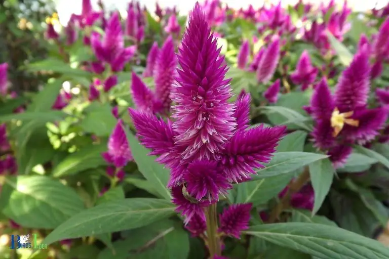 What Are the Methods to Encourage Hummingbirds Visit Celosia