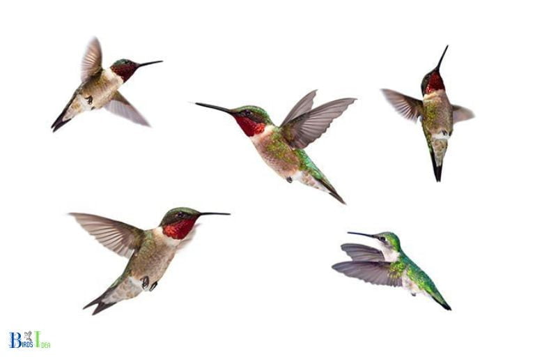 What Are the Physical Characteristics of Hummingbirds