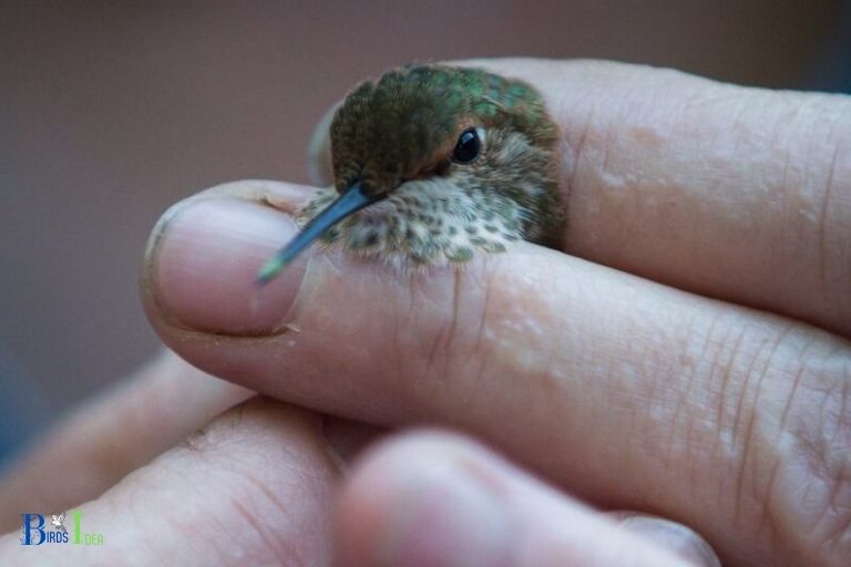 What Are the Potential Consequences of Attempting to Handle a Hummingbird