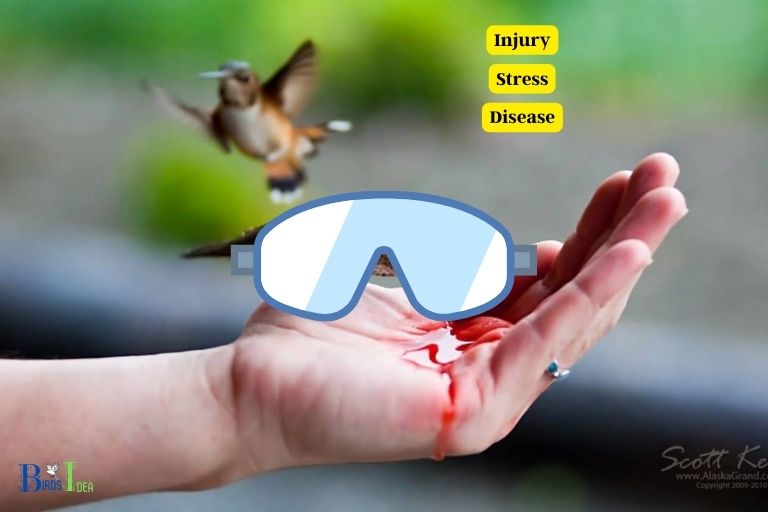 What Are the Risks of Handling Hummingbirds Without Protective Gear