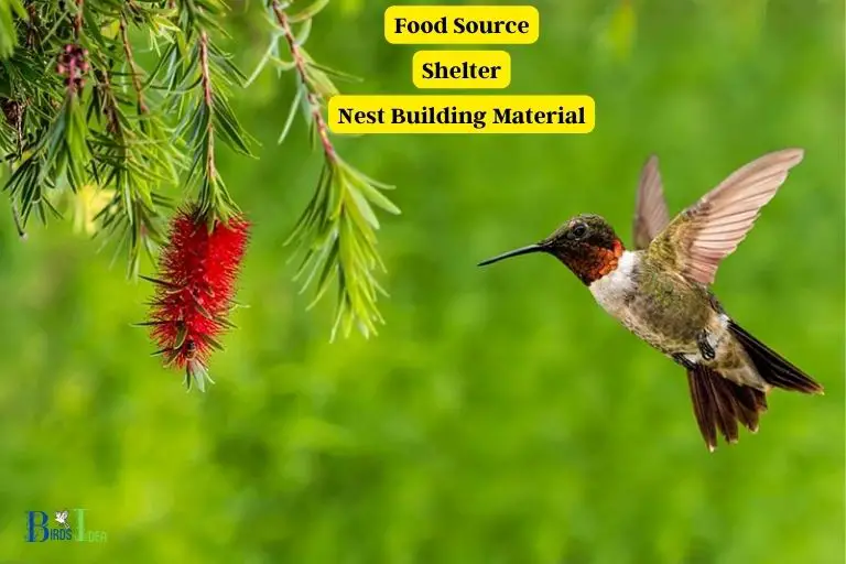 What Benefits Do Bottlebrush Trees Offer Hummingbirds