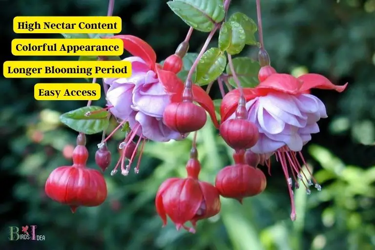 What Benefits Do Fuchsia Flowers Provide for Hummingbirds