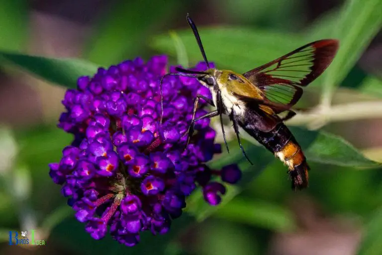 What Benefits Do Hummingbird Moths Provide