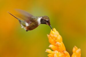 What Colors Do Hummingbirds Not Like: Plain Colors!