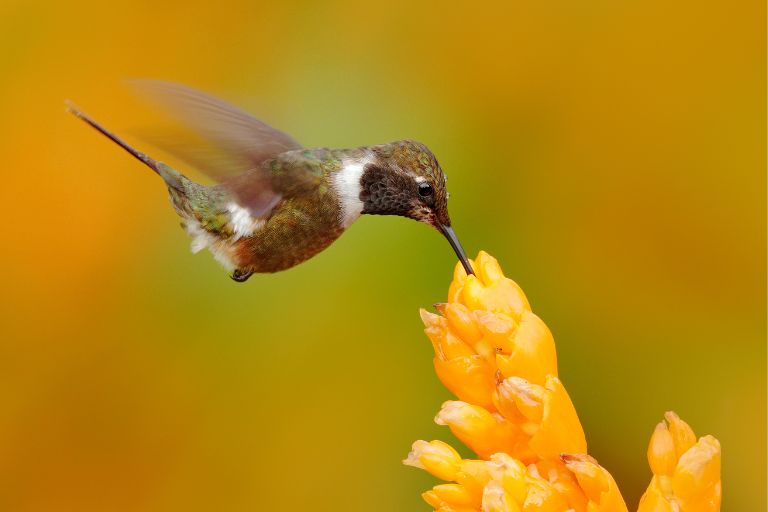 What Colors Do Hummingbirds Not Like
