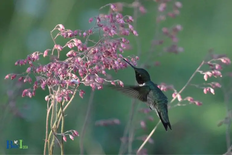 What Do Hummingbirds Depend On During Migration