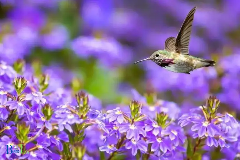 What Do Hummingbirds Do When They Land