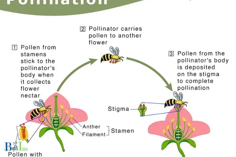 What Is Pollination