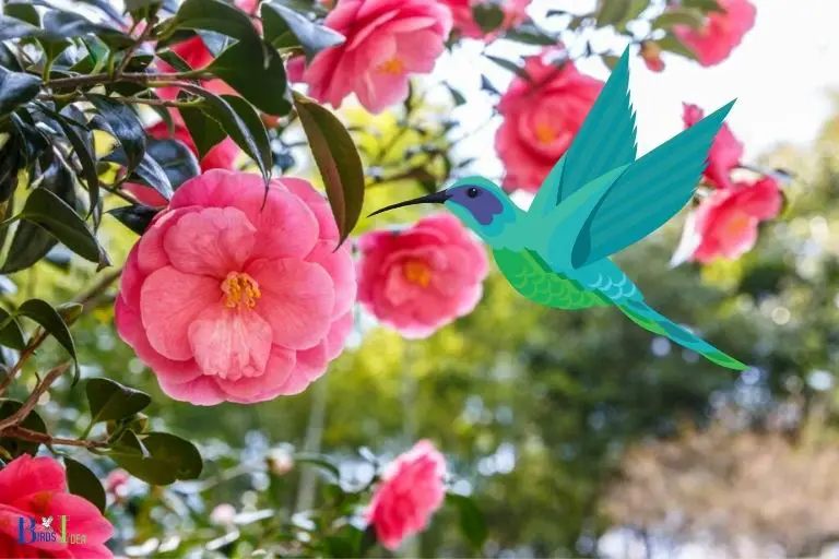 What Is the Aroma of the Camellia Flower That Attracts the Hummingbirds