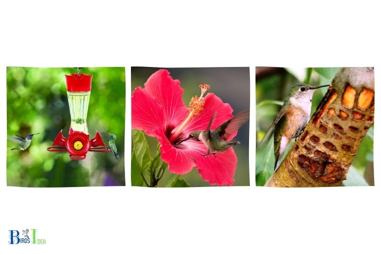 What Kinds of Nectar Sources Attract Hummingbirds