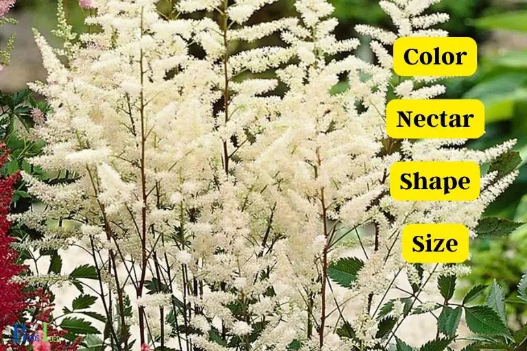 What Makes Astilbe so Appealing to Hummingbirds
